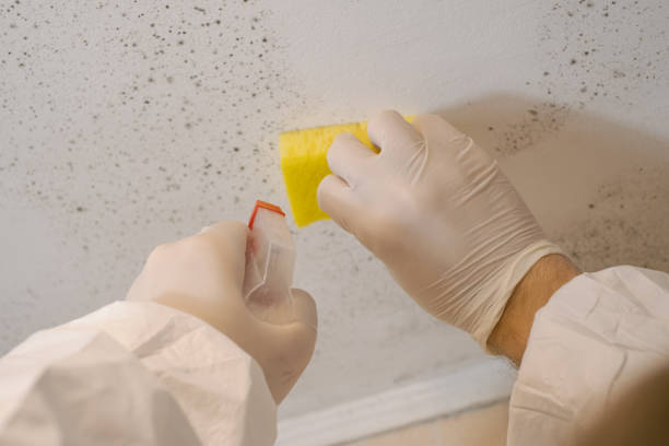 Best Biohazard Mold Removal  in Carthage, NY