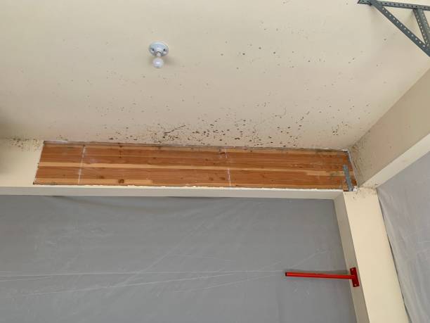 Carthage, NY Mold Removal Company